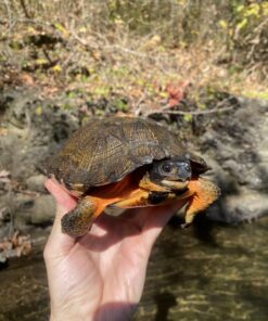Wood Turtle for sale
