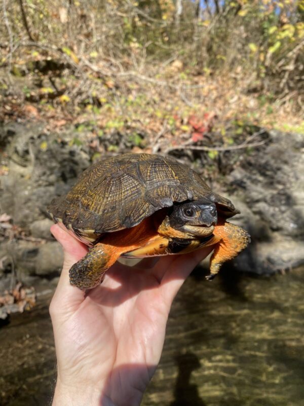 North American Wood Turtle for sale