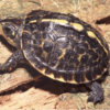 florida box turtle for sale