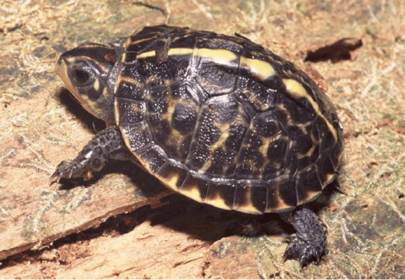 florida box turtle for sale | box turtle for sale florida