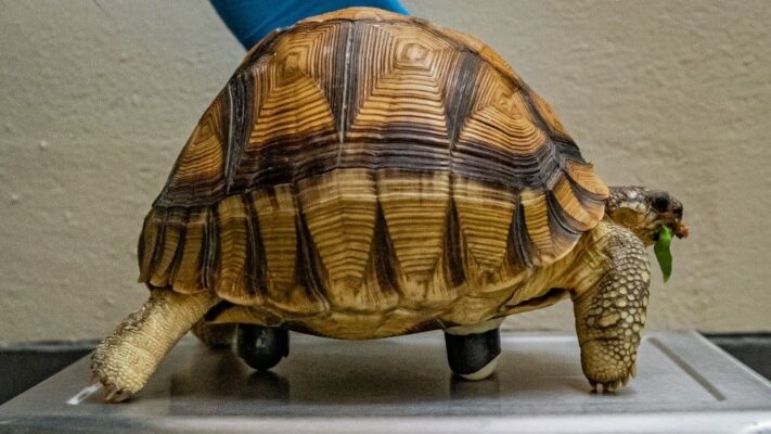 big tortoise for sale