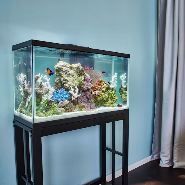 Tante verkoper Gloed Aqueon Standard Open-Glass Glass Aquarium Tank, 29 Gallon