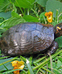 Bog turtle for sale