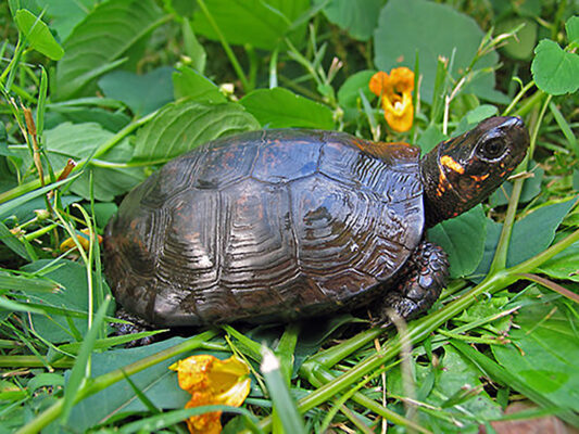 Bog turtle for sale | bog turtle pet for sale | baby bog turtle for sale