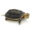 chinese box turtle for sale