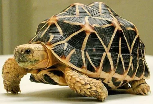 indian star tortoise for sale