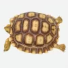 baby sulcata tortoise for sale