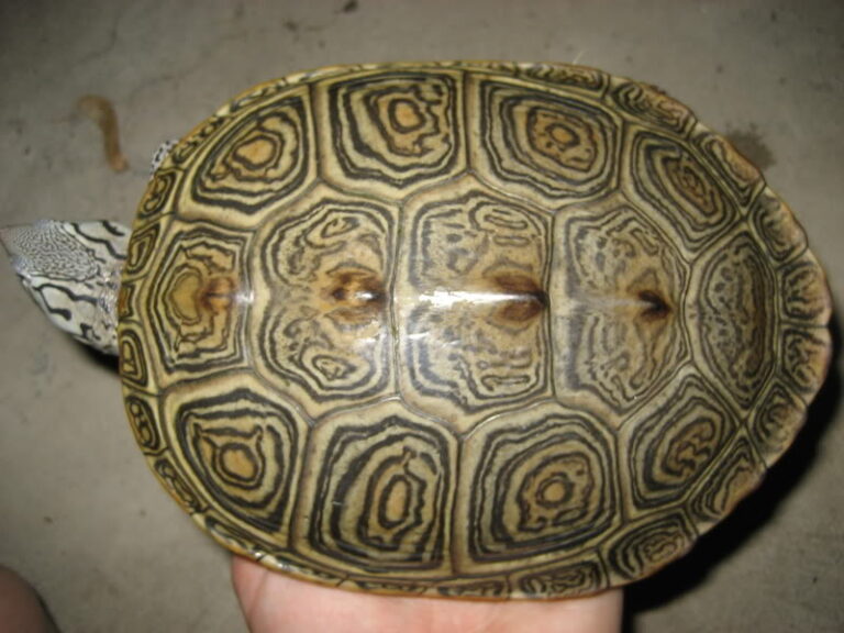 Diamondback Terrapin For Sale 