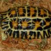 Spider tortoise for sale