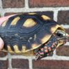 Red Foot Tortoise for sale