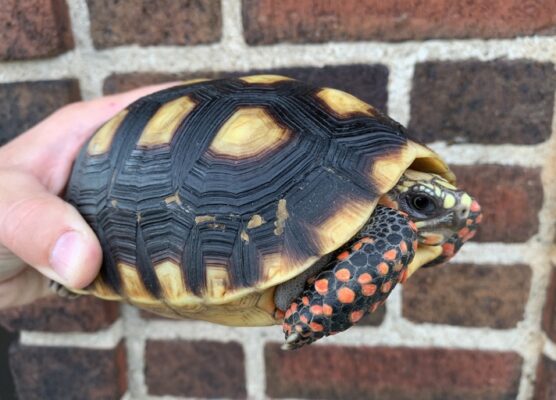 red-foot-tortoise-for-sale-baby-red-foot-tortoise-for-sale