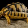 egyptian tortoises for sale