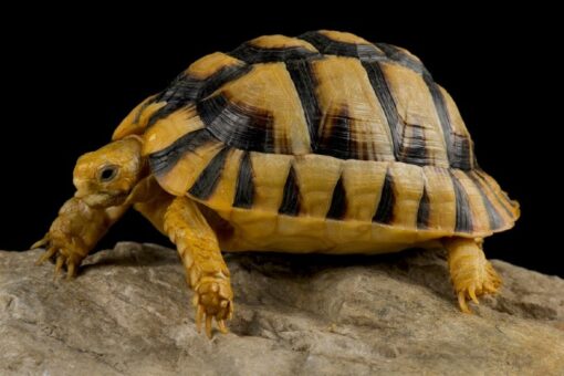 egyptian tortoises for sale