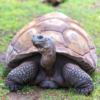 Galapagos Tortoise for sale