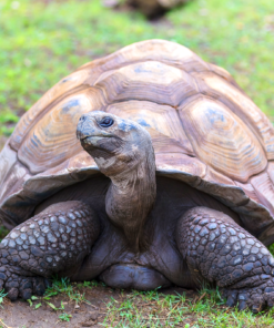 Galapagos Tortoise for sale