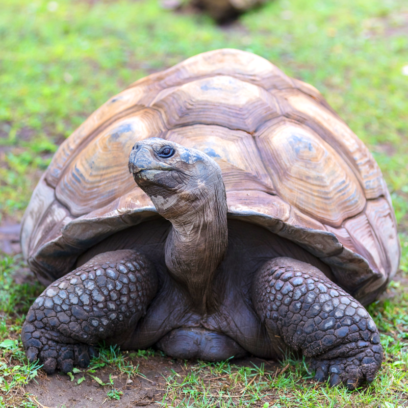 Galapagos Tortoise for sale | galapagos tortoise for sale usa