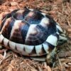 Marginated Tortoise for sale