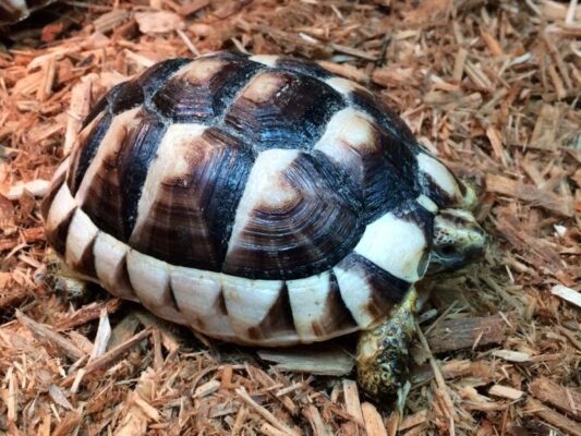 Marginated Tortoise for sale | baby marginated tortoise for sale