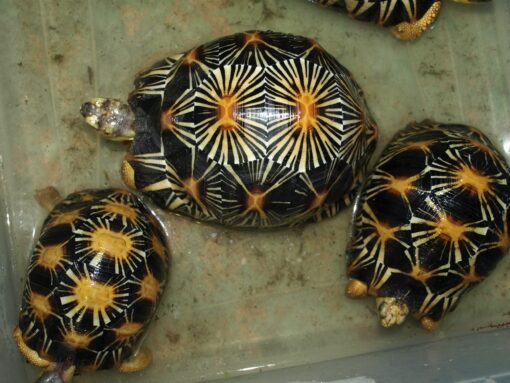 radiated tortoise for sale