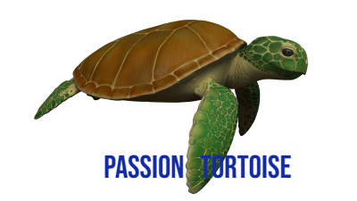Passion Tortoise