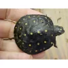 Spotted Turtle for sale