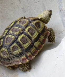 speckled tortoise for sale