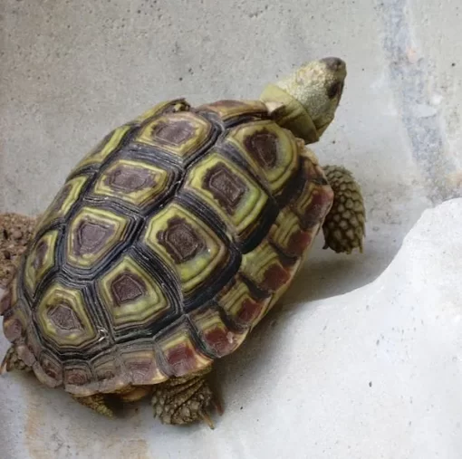 speckled tortoise for sale