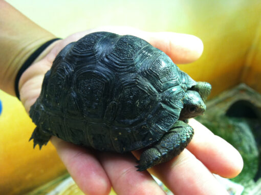 aldabra tortoise for sale