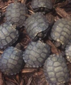 black burmese mountain tortois