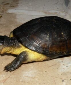 African Dwarf Mud Turtle for sale