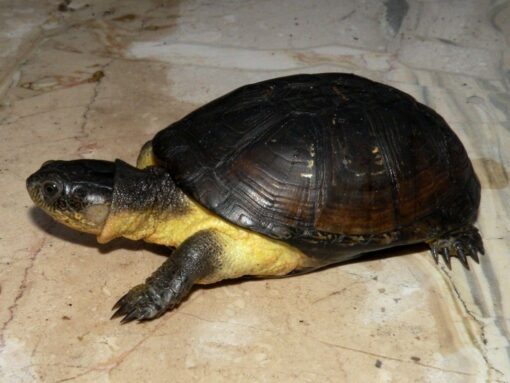 African Dwarf Mud Turtle for sale