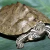 Mississippi Map turtle for sale