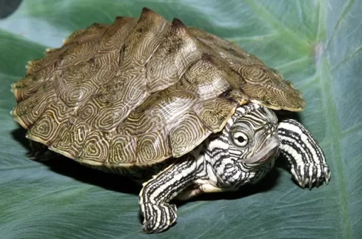 Mississippi Map turtle for sale