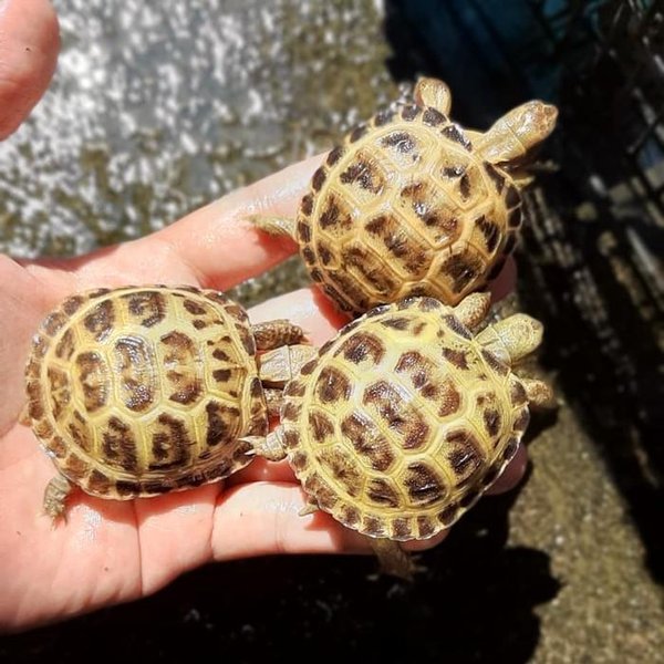 How much does a russian tortoise cost