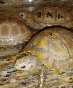 elongated tortoise for sale