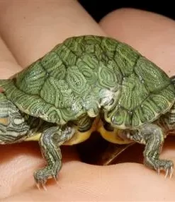 Two Headed Turtle For Sale
