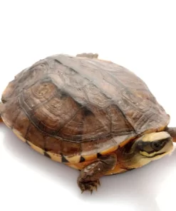 Golden coin turtle for sale