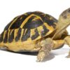 hermann tortoise for sale