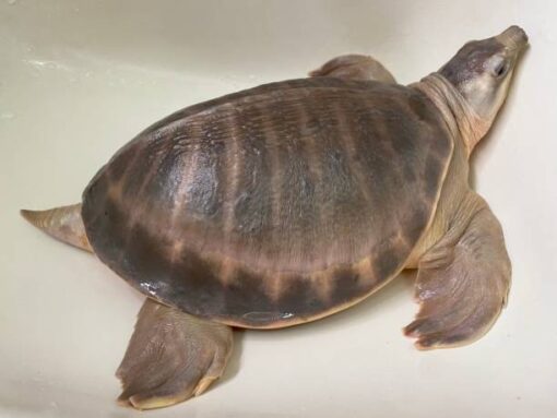 Fly River Turtle For Sale