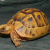 Golden greek tortoise for sale