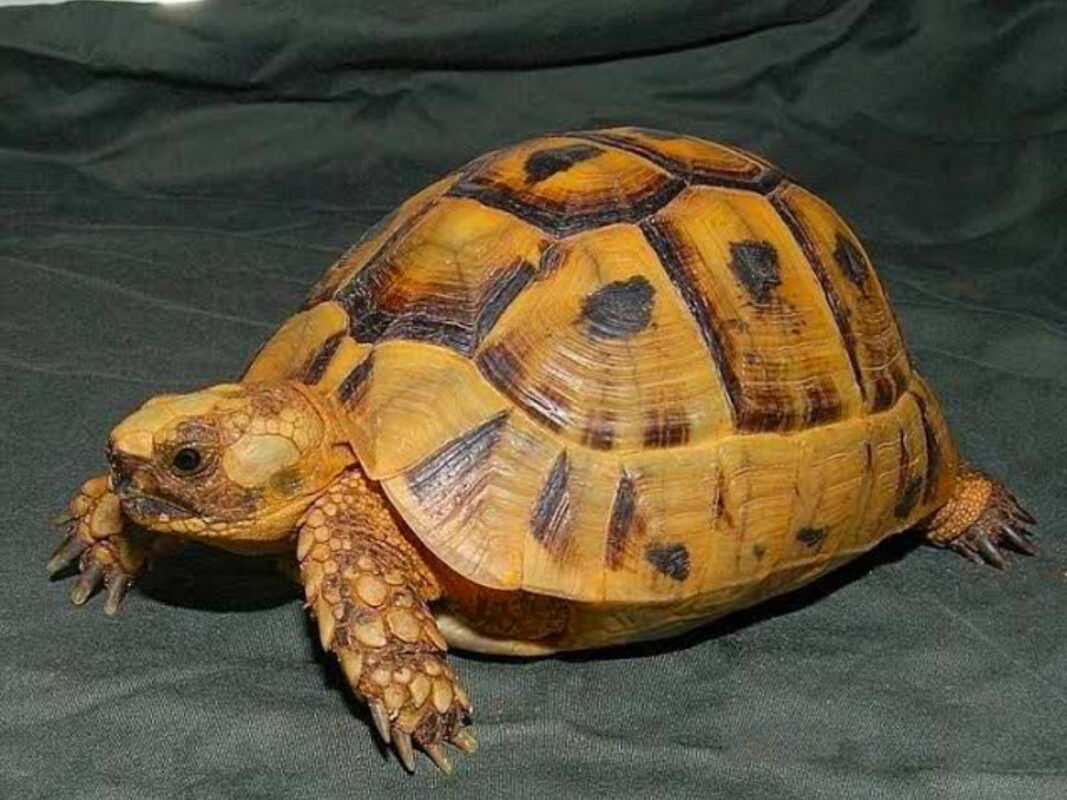 Golden greek tortoise for sale | baby golden greek tortoise for sale