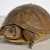 three toed box turtle for sale