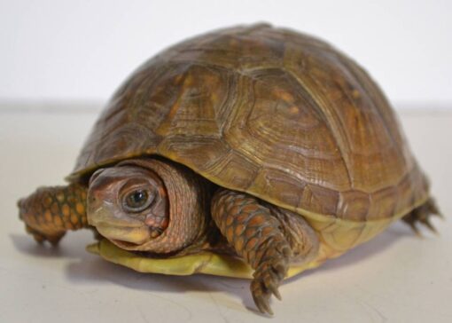 three toed box turtle for sale