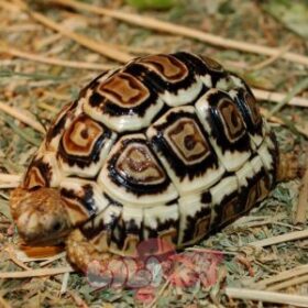 High white leopard tortoise for sale | baby leopard tortoise for sale