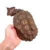 mata mata turtle for sale