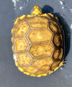 yellow footed tortoise for sale