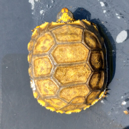 yellow footed tortoise for sale