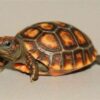 Bolivian Cherry Headed Red Footed Tortoises