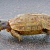 Speke’s Hingeback Tortoise