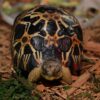 Madagascar Flat Shelled Spider Tortoises for sale 
